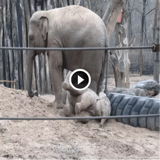 Playful Elephant Calf Rolls and Tumbles, While Watchful Mother Stays Vigilant